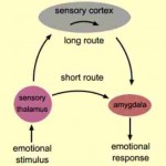 sensory cortex, thalmus, amygdala, eq, emotional intelligence, emotional stimulus, emotional response, emotional quotient